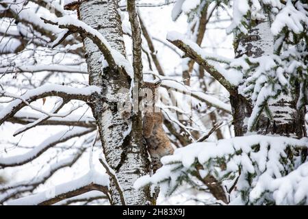 Bobcat (Felis rufus) steht in einem schneebedeckten Wisconsin Pappel Baum, horizontal Stockfoto