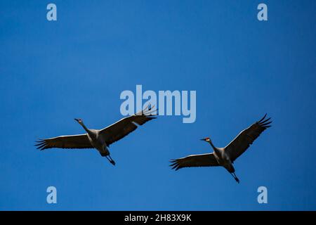 Silhouette von zwei Sandhügelkranen (Grus canadensis), die horizontal in einem blauen Himmel von Wisconsin fliegen Stockfoto