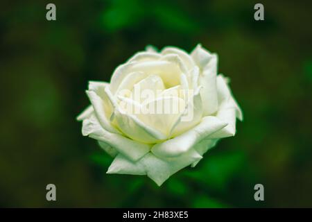 Wunderschöne große weiße Rose, die im Garten wächst, eine üppig geöffnete Blume aus der Nähe. Stockfoto