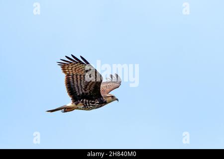 Junger Schneckenkite (Rostrhamus sociabilis), der über den blauen Himmel fliegt Stockfoto