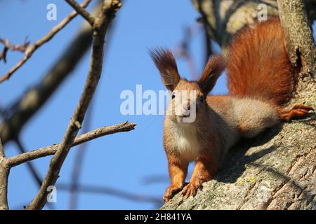 Eurasisches Rothörnchen (Sciurus) auf dem Baum. Portrait Eichhörnchen . Stockfoto