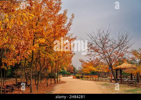 Herbst im Wolmi Park traditioneller Garten in Incheon, Korea Stockfoto