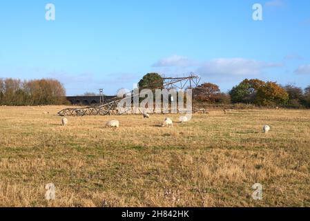 Schafe weiden auf einem Feld neben einem gefallenen Strompylon Stockfoto