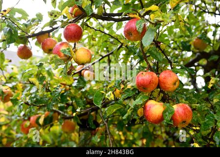 Apfelbaum (Malus pumila) im Garten Stockfoto