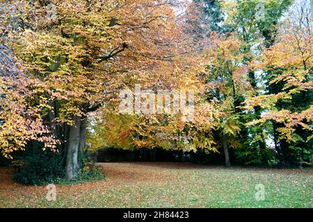 Herbstfarben im Winter auf Bäumen Stockfoto