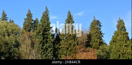 Bäume in der Landschaft von Cotswold an einem Winters Day Stockfoto