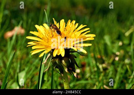 Gelber Blütendandelion mit Käfer zwischen grünem Gras Stockfoto