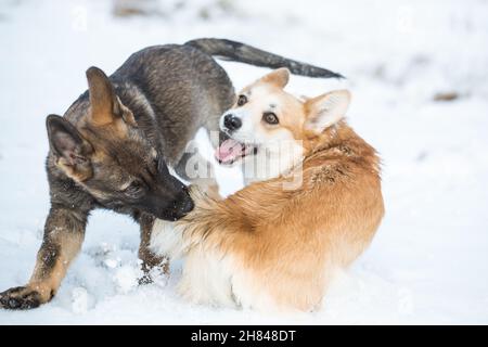 Welsh Corgi Pembroke & Deutscher Schäferhund spielt im Schnee Stockfoto