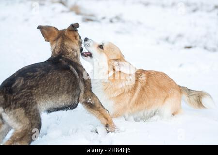 Welsh Corgi Pembroke & Deutscher Schäferhund spielt im Schnee Stockfoto