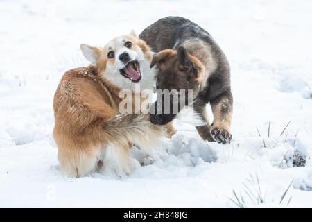 Welsh Corgi Pembroke & Deutscher Schäferhund spielt im Schnee Stockfoto