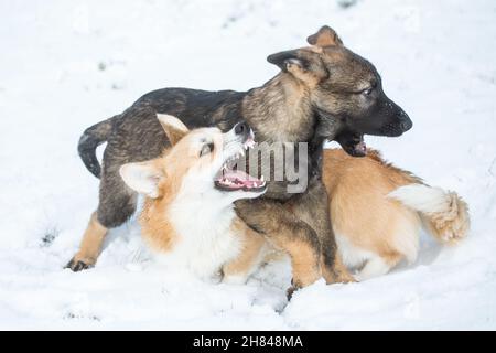 Welsh Corgi Pembroke & Deutscher Schäferhund spielt im Schnee Stockfoto