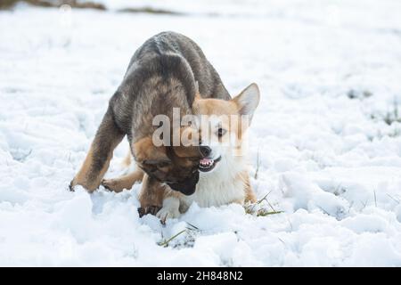 Welsh Corgi Pembroke & Deutscher Schäferhund spielt im Schnee Stockfoto