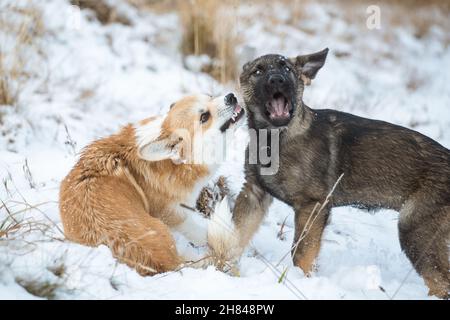 Welsh Corgi Pembroke & Deutscher Schäferhund spielt im Schnee Stockfoto