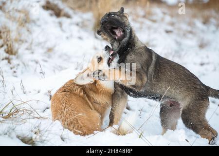 Welsh Corgi Pembroke & Deutscher Schäferhund spielt im Schnee Stockfoto