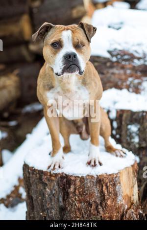 Die amerikanische Grube Stier Terrier im Schnee Stockfoto