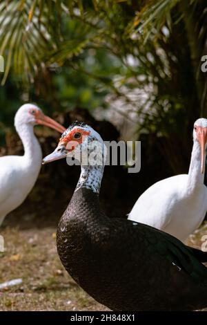 Nahaufnahme einer schwarzen Moskauer Ente und zwei weißen Enten im Park an einem sonnigen Tag Stockfoto
