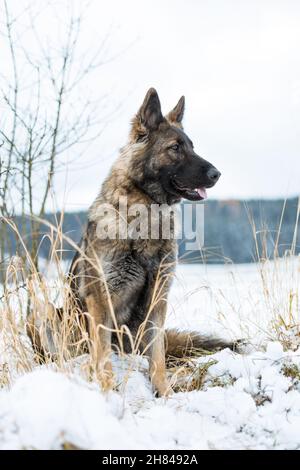 Deutscher Schäferhund (Elsässer) sitzt im Schnee Stockfoto