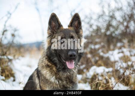Deutscher Schäferhund (Elsässer) Porträt im Schnee Stockfoto
