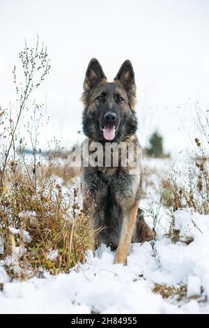 Deutscher Schäferhund (Elsässer) sitzt im Schnee Stockfoto
