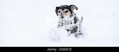 Der kleine Hund läuft im Winter über eine Wiese im Schnee und trägt einen warmen Mantel - der süße Jack Russell Terrier Hund, 12 Jahre alt Stockfoto