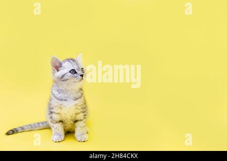 Portrait niedlichen kleinen lustig gestreiften schottischen Falte grau Kitten Katze sitzt auf gelben Studio-Hintergrund. Copyspace für Text Stockfoto