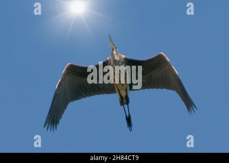 Great Blue Heron fliegt gegen blauen Himmel und helle Sonne Stockfoto