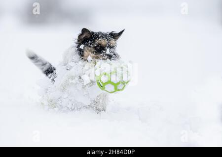 Der kleine Hund 12 Jahre läuft im verschneiten Winter schnell über eine Wiese und trägt einen warmen Mantel und hält einen Ball im Mund Stockfoto