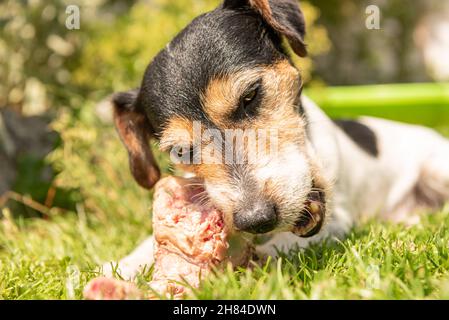 Der kleine süße Jack Russell Terrier Hund isst einen Knochen mit Fleisch und kaut im Freien Stockfoto