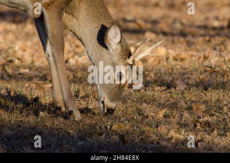 Weißschwanzhirsch, Odocoileus virginianus, Jungbuck füttert Stockfoto