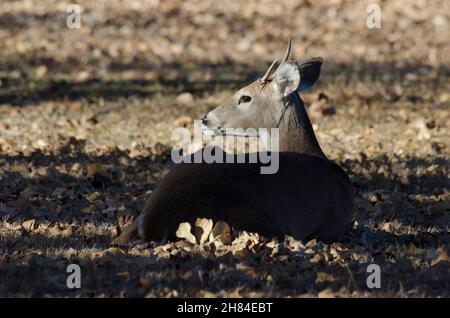 Weißschwanzhirsch, Odocoileus virginianus, junger Buck, der ruht Stockfoto