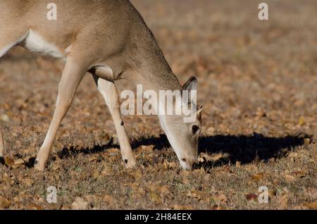 Weißschwanzhirsch, Odocoileus virginianus, Jungbuck füttert Stockfoto