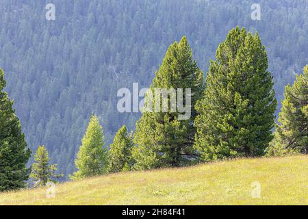 Blick auf die Kiefern einer Alm in den italienischen Alpen Stockfoto