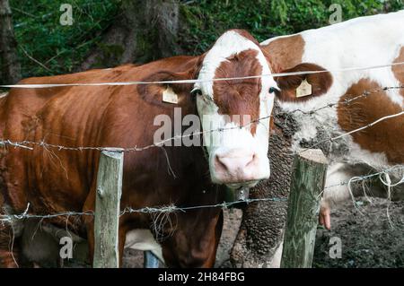 Porträt einer braunen und weißen Kuh, die neugierig in die Kamera schaut Stockfoto