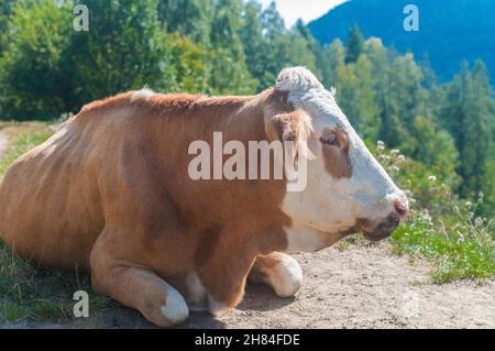 Braune, weiße Kuh, von der Seite gesehen, schläfrig in der Sonne liegend Stockfoto