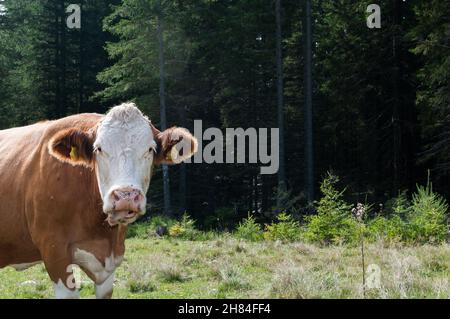 Porträt einer braunen und weißen Kuh, die neugierig in die Kamera schaut Stockfoto