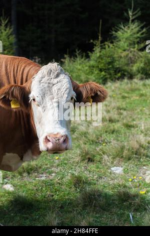 Porträt einer braunen und weißen Kuh, die neugierig in die Kamera schaut Stockfoto