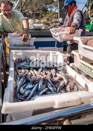 Cala Figuera Mallorca Sardinen Fischerhafen fangen. Fischerboot fangen am Kai mit Fischern Sortieren Verpackung und Entladen ihrer Fang einer Vielzahl von mediterranen Fischen einschließlich Sardinen Mallorca Spanien EU Stockfoto