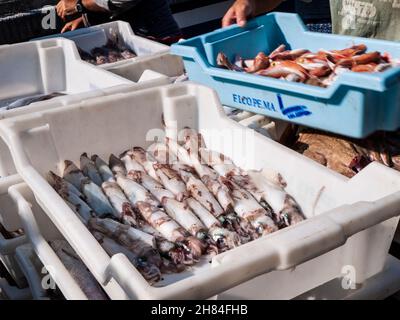 Cala Figuera Fischerhafen. Frisches Calamari EU Fischerboot fangen am Kai mit Fischern Sortieren Verpackung und Entladen ihrer Fang einer großen Vielzahl von mediterranen Fischen einschließlich ganze Kalamaren und Red Snapper Fisch Mallorca Spanien Stockfoto