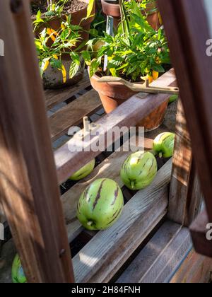 Gewächshaus (traditionelles Holz) Fenster offen für Pepino Melonen 'Solanum muricatum' Arten von immergrünen Früchten aus Südamerika Reifung und Reifung der Luft mit Chilischoten gelb 'CHUPETINHO' eingegossen in Sonnenlicht hinter. Herbstliche Gartenbauszene mit essbaren Produkten. Stockfoto