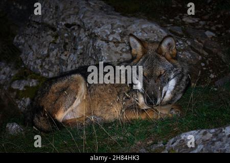 Grauer Wolf - Canis lupus frei auf dem griechischen Berg Parnitha bei Nacht zu Fuß Stockfoto