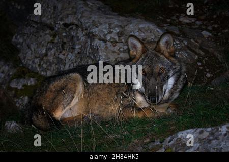 Grauer Wolf - Canis lupus frei auf dem griechischen Berg Parnitha bei Nacht zu Fuß Stockfoto