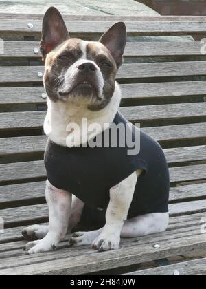Französische Bulldogge Welpen Stockfoto