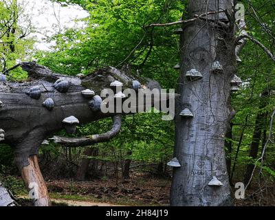 Viele Birkenpilze auf einem gebrochenen Baumstamm. Stockfoto