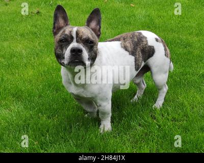 Chibull steht im Gras, eine Kreuzung zwischen französischer Bulldogge und chihuahua. Stockfoto