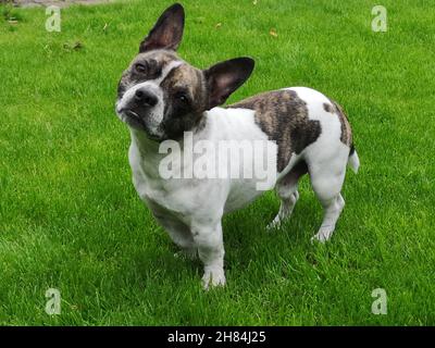 Chibull steht im Gras und blickt direkt in die Kamera. Kreuzung zwischen französischer Bulldogge und chihuahua. Stockfoto