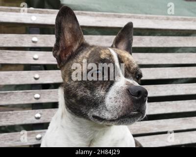Der Kopf eines Chibull, Kreuzung zwischen französischer Bulldogge und chihuahua. Stockfoto