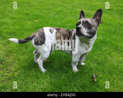 Chibull von der Seite gesehen, Kreuzung zwischen französischer Bulldogge und chihuahua. Stockfoto