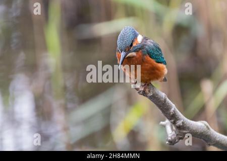 Gewöhnlicher Eisvögel (Alcedo atthis), der auf einem Zweig mit Blick auf einen Fluss thront, wunderschöner britischer Vogel Stockfoto