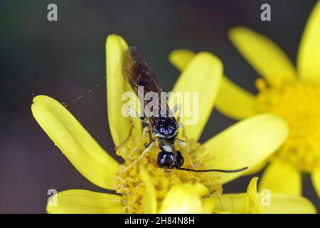 Stängel Borer Säbelfliegen Cephus pygmaeus (Cephidae), die sich an der gelben Blume ernähren Stockfoto