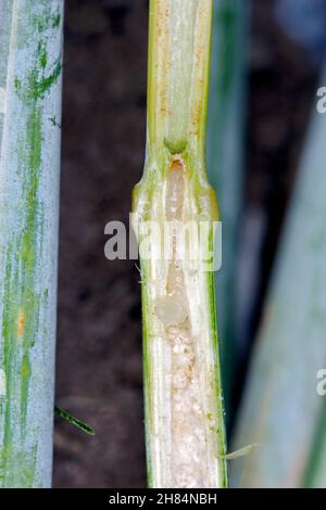 Larve von Stem Borer Sawfly Cephus pygmaeus (Cephidae) im Halm von Getreide. Es ist ein wichtiger Schädling von Getreide. Stockfoto